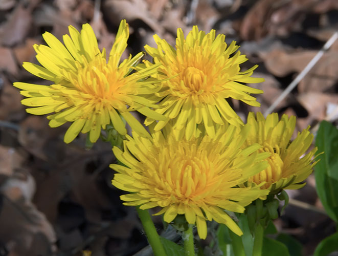 dandilions